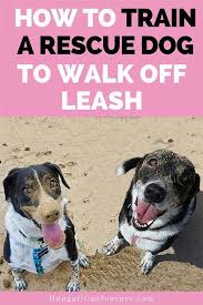 Obedience Training For Stray Dogs Is Possible Our Tips How To Train A Rescue Dog To Walk Off Leash W Rescue Dogs Easiest Dogs To Train Dog Training Obedience