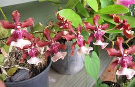 Default name ascending name descending code ascending code descending best selling lowest price highest price newest. Oncidium Sharry Baby How To Grow And Care A Chocolate Orchid