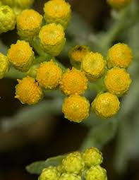 Image result for Helichrysum cephaloideum