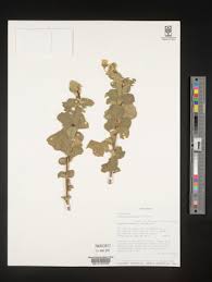 Image result for Hibiscus fuscus