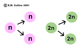 Gametes are haploid cells reproduced by meiosis. Lab Manual Exercise 8