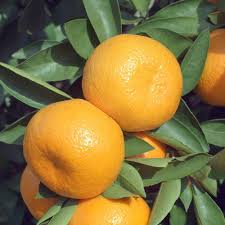 When do mandarin trees fruit. How Long Does It Take A Tangerine Tree To Bear Fruit Citrus Com