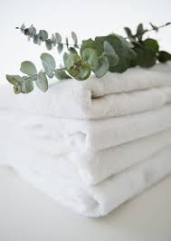 Fresh eucalyptus from trader joe's. How Hanging Eucalyptus In Your Shower Can Benefit Your Health