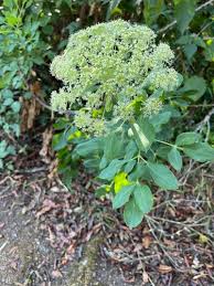 Image result for Gnidia chapmanii