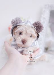 We did not find results for: Morkies For Sale In Florida Teacup Puppies Boutique