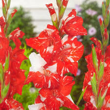 Image result for Gladiolus virgineus