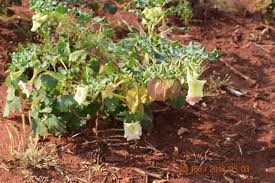 Image result for Holubia saccata