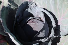 Browse hundreds of the best mini games servers right on our server list. Repollo Morado Como Siempre Organico