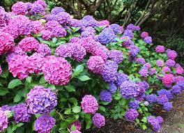 As they open, the petals reveal a crown of golden stamens that gradually gives way to a large ornamental seedhead. 10 Big Flowers You Can Plant In The Backyard Bob Vila Bob Vila