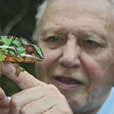 Sir David Attenborough says he prefers chameleons to TV wannabes