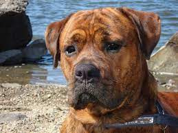 Rottweiler pitbull mix temperament and personality. 15 Great Rottweiler Mixes Rottie Mixed Breeds For The Win
