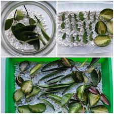 Bird Of Paradise Propagation Pin On Plants Plant Care