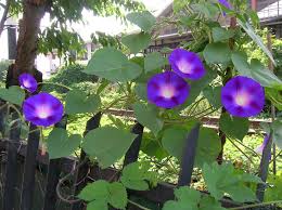 Image result for Ipomoea blepharophylla
