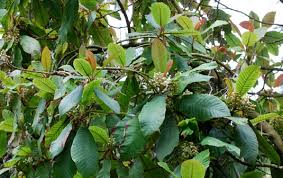 Image result for Actinidiaceae