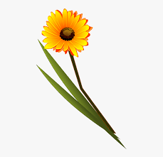 700x695 collection of different types of flowers drawing high. Transvaal Daisy Flower Drawing Daisy Family Common Flower Clip Art Hd Png Download Transparent Png Image Pngitem