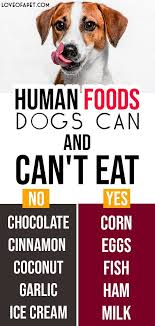 29 Human Foods Dogs Can And Can T Eat Love Of A Pet Foods Dogs Can Eat Human Food For Dogs Human Food