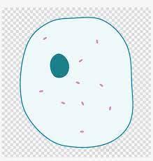 An animal cell diagram is a great way to learn and understand the many functions of an animal cell. Simple Animal Cell No Labels Clipart Plant Cell Diagram Emoji Png Smile Png Image Transparent Png Free Download On Seekpng