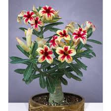 Buy flowering plants online from ferns n petals and send with same day delivery in india. Desert Rose Star Cluster Adenium Obesum Desert Rose Plant For Sale