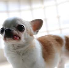 I Love Tongue Chihuahuas Cute Chihuahua Chihuahua Chihuahua Funny