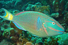 Bird birds peacock animal cat nature fish butterfly parrots eagle dog. Datei Stoplight Parrotfish Jpg Wikipedia
