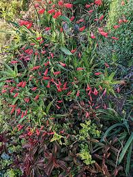 Image result for Ruellia brevifolia