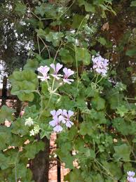 Image result for Plectranthus swynnertonii
