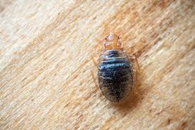 Image result for bedbugs on mattress