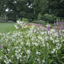 Image result for Nicotiana