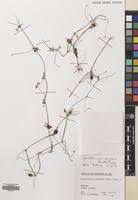 Image result for Corallocarpus schimperi