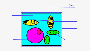 To have a better understanding. Basic Plant Cell Unlabeled Png Image Transparent Png Free Download On Seekpng