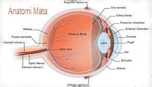 We did not find results for: Fungsi Mata Struktur Bagian Cara Kerja Dan Penyakit Pada Mata Manusia Pelajaran Sekolah Online