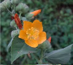 Image result for Acrotome inflata