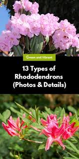 13 Types Of Rhododendrons Photos Details In 2020 Rhododendron Beautiful Flowers Garden Backyard Flowers Garden