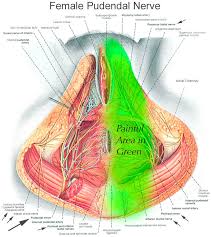 Pin On Pudendal Nerve