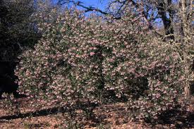 Image result for Agelanthus patelii