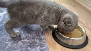 Yavru Kedi Kuru Mamaya Nasil Alistirilir Evde Islak Mama Yapimi