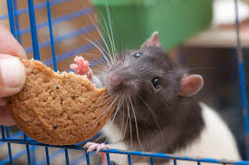 People think there is much less maintenance needed with these creatures than there actually is. The 21 Most Low Maintenance Pets You Can Own Best Lifebest Life