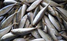 Kembung termasuk ikan pelagis kecil yang memiliki nilai ekonomis menengah, sehingga terhitung sebagai komoditas yang cukup penting bagi nelayan lokal. Asyiknya Serok Ikan Saat Musim Ikan Layang Datang