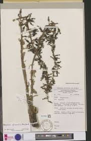 Image result for Renealmia africana