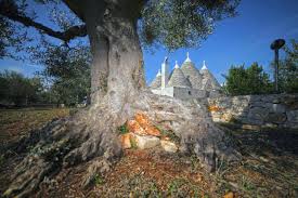 Maybe you would like to learn more about one of these? Trulli Foggia Dell Albero Polignano A Mare Updated 2021 Prices