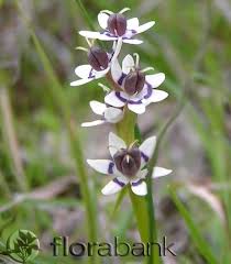 Image result for Wurmbea