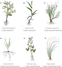 Image result for Setaria grandis