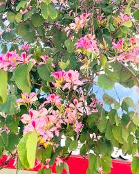 Image result for Bauhinia variegata