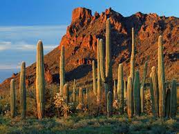 Cactus plant makes this possible by developing a few adaptations and modifications in its anatomy to help them preserve whatever water they receive. How Does A Cactus Live Without Water World Of Succulents