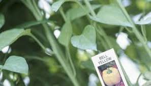 This issue is also accompanied by dropped flowers. How To Pollinate Bell Pepper Pepper Plants Pollination Plants