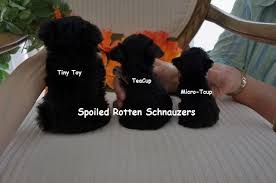 Toy Schnauzer Size Chart Goldenacresdogs Com