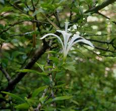 Image result for Turraea obtusifolia