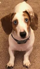 We did not find results for: Pin On Dachshunds