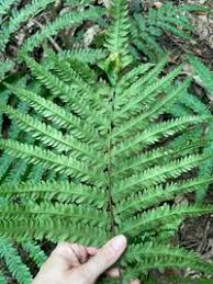 Image result for Amblovenatum