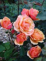 Thorn In A Rose Garden With Images Rose Trees To Plant Flower Garden
